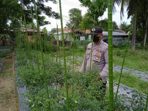 Personel Polsek Muara Batu Cek Lahan Cabe di Pante Gurah Guna Sukseskan Program Ketahanan Pangan